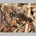 Ammophila sabulosa - Sandwespe 60-m07 16mm.jpg